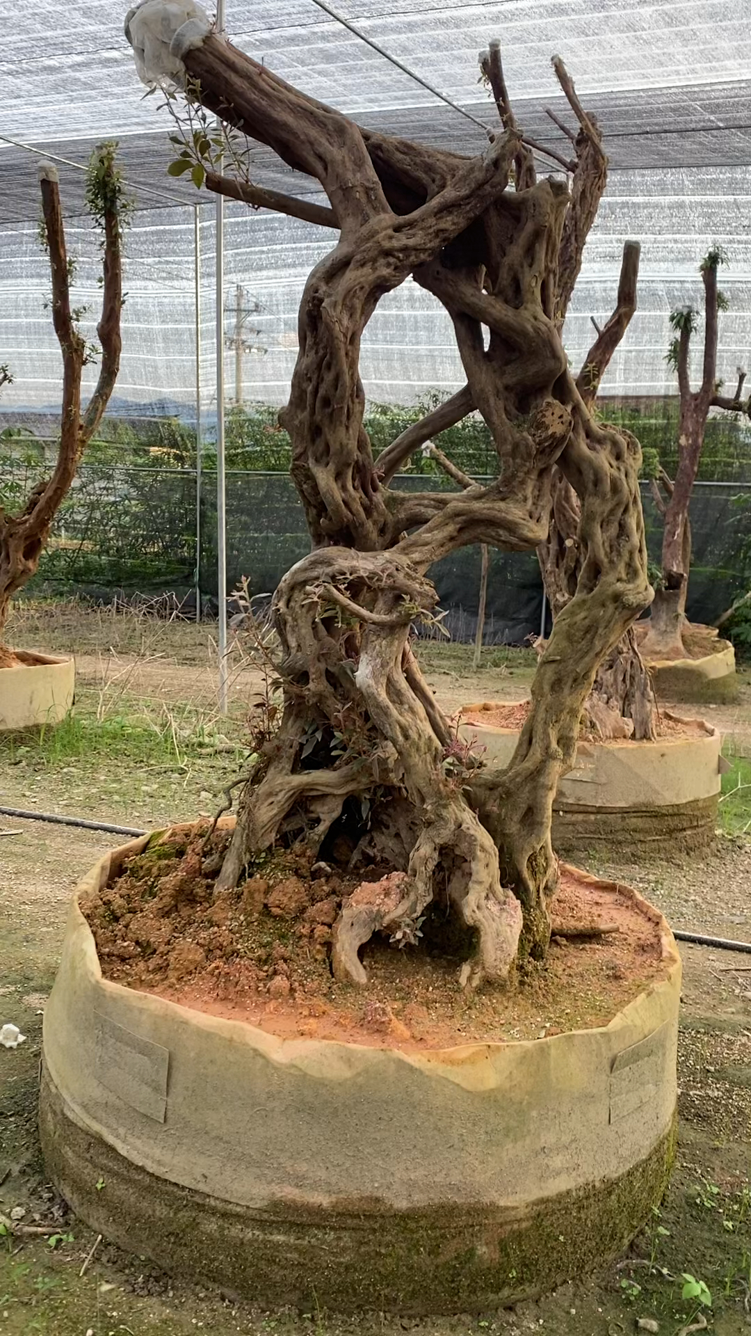 古桩杜鹃花,杆杆相连