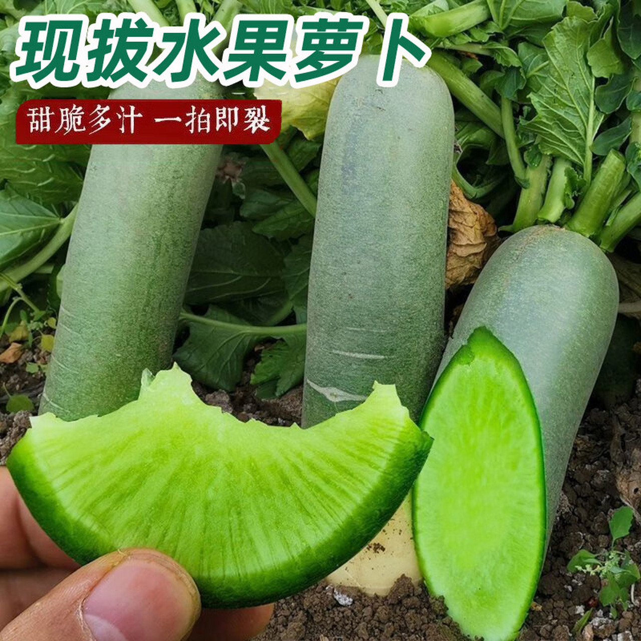 水果青萝卜热卖中  青萝卜是一种非常受欢迎的蔬菜,不仅在烹饪中广受