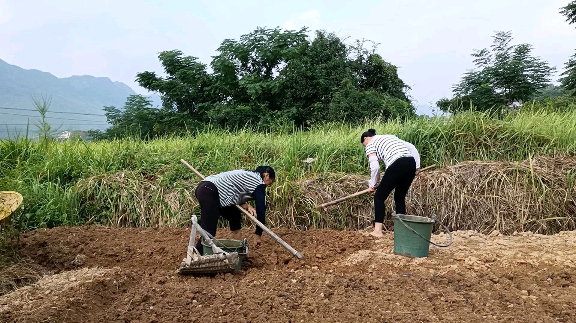 又到了忙碌的季节,婆媳俩下地种藠头,有说有笑,累也是一种幸福