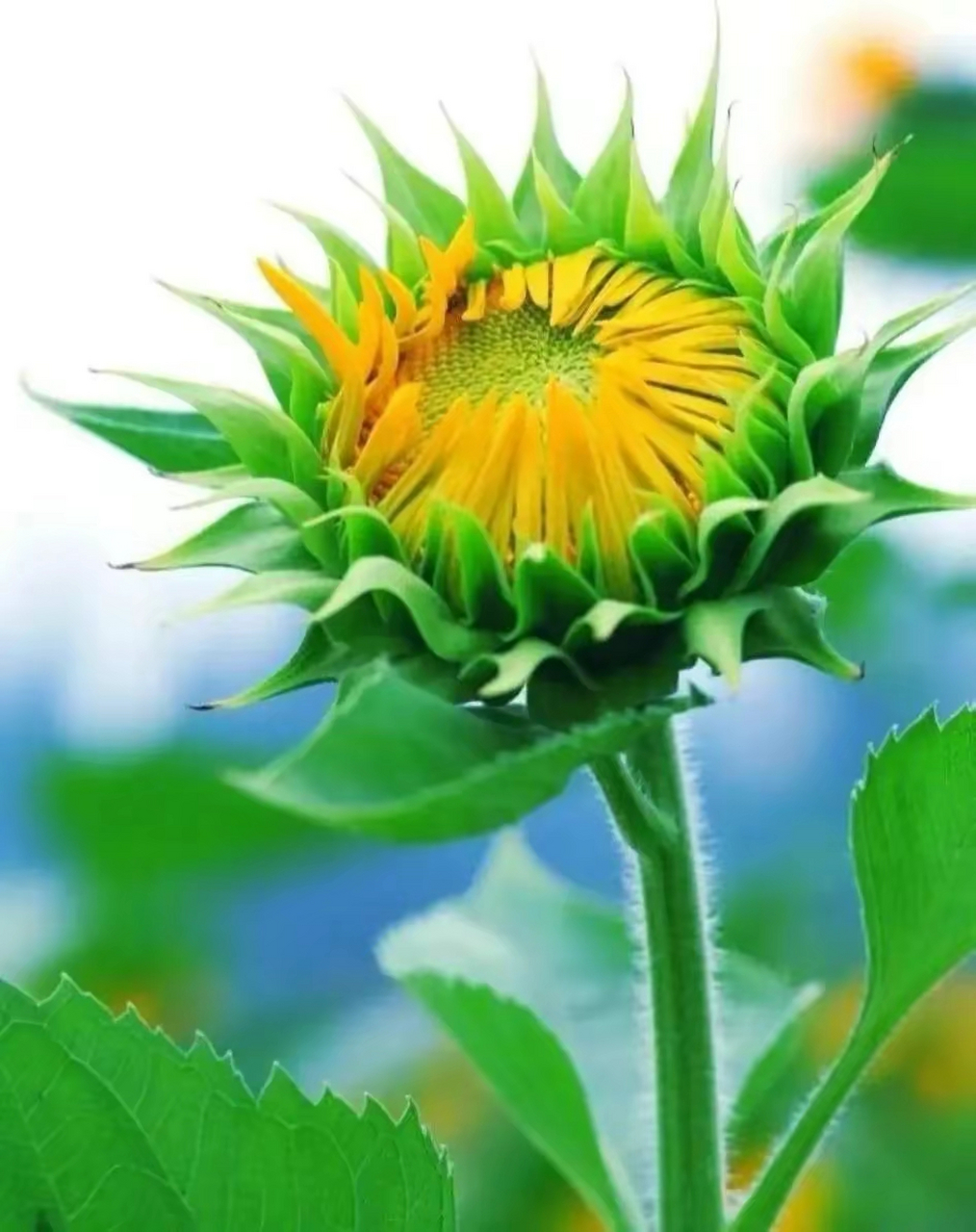 向日葵花语为"沉默的爱,没有说出口的爱",是信念,光辉,高傲,忠诚