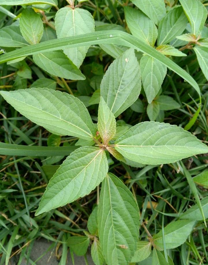 識百草十七:身邊的寶藏食材,鐵莧菜,鐵鍁頭!