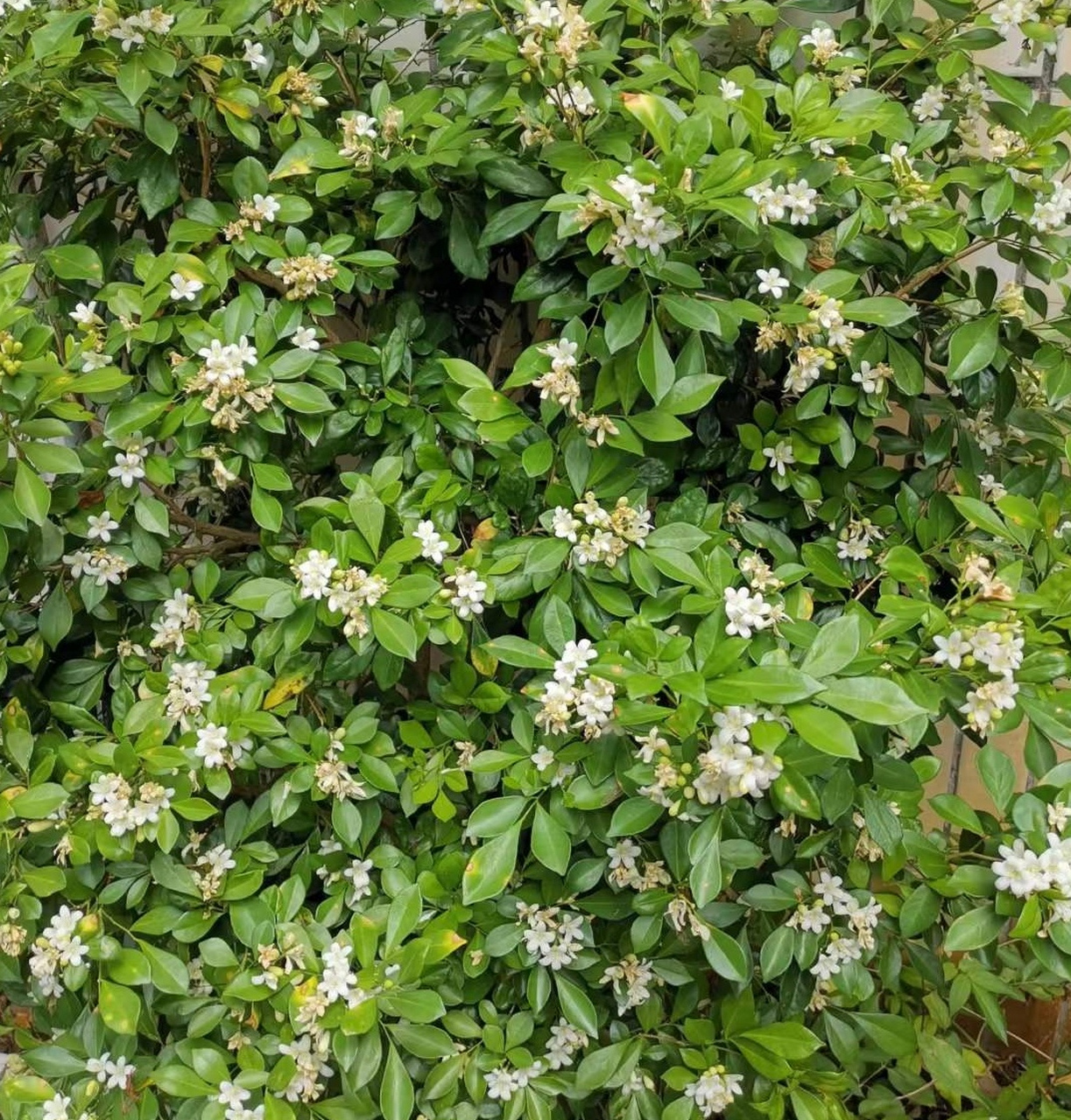 (邱工心语:25)植物百科:七里香(别名:千里香),树杆可长到12米,特别