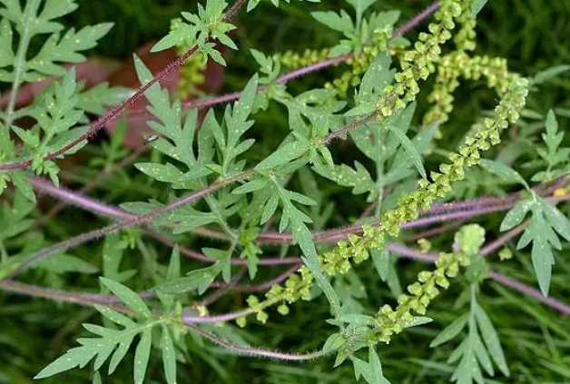 矮豚草图片和蒿类植物图片