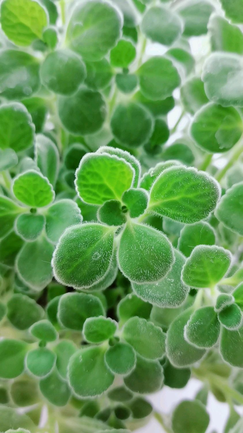 夏季养殖碰碰香,一定要会浇水-度小视