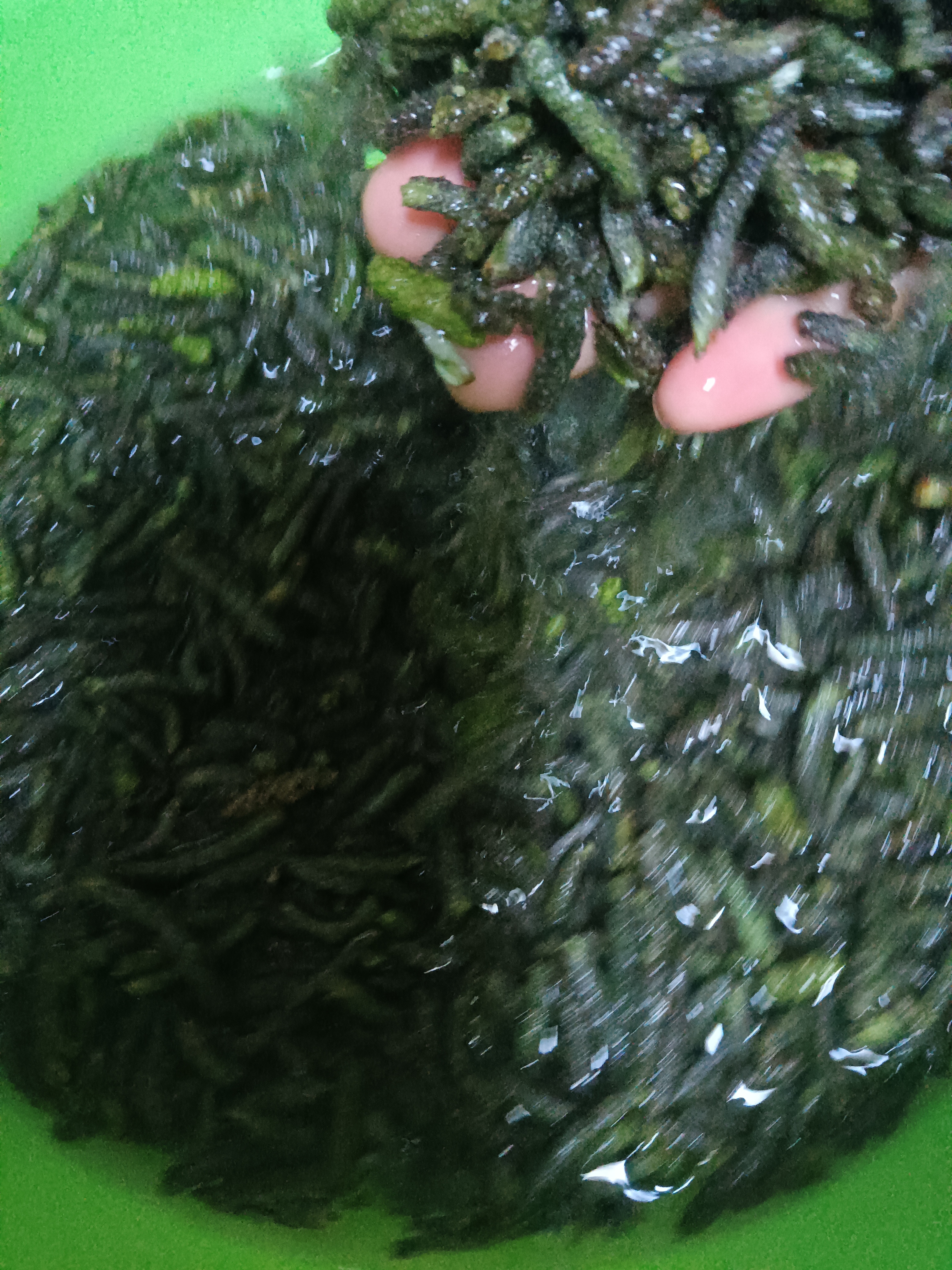 蒸皮树骨朵子(构树花) 构树皖北农村叫做皮树,春天雄皮树开的花叫皮树