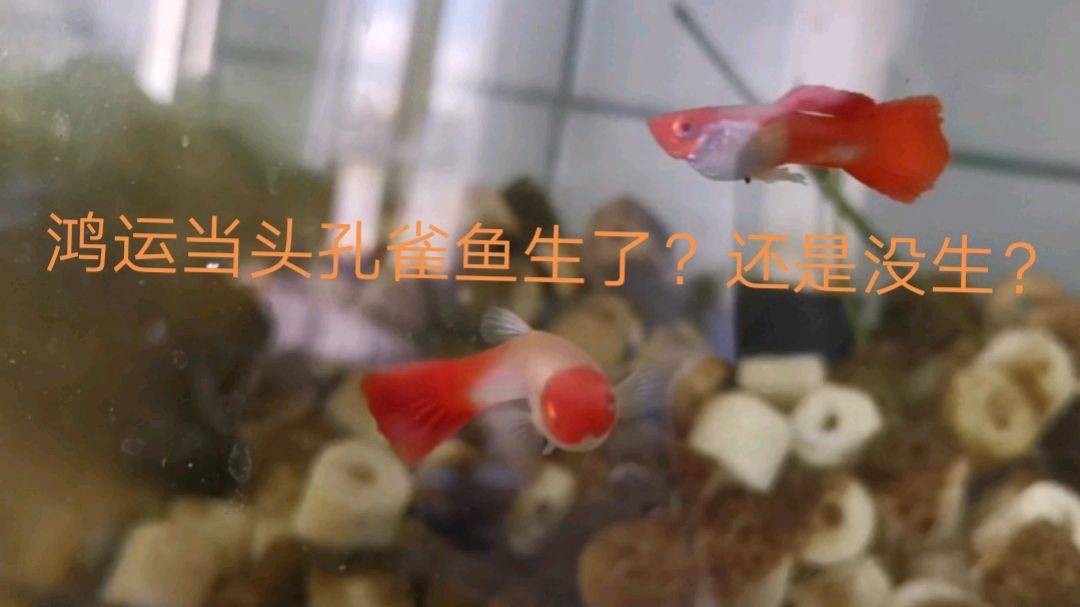 第33天,鸿运当头孔雀鱼生了吗?母鱼肚子瘪了,但是小鱼呢