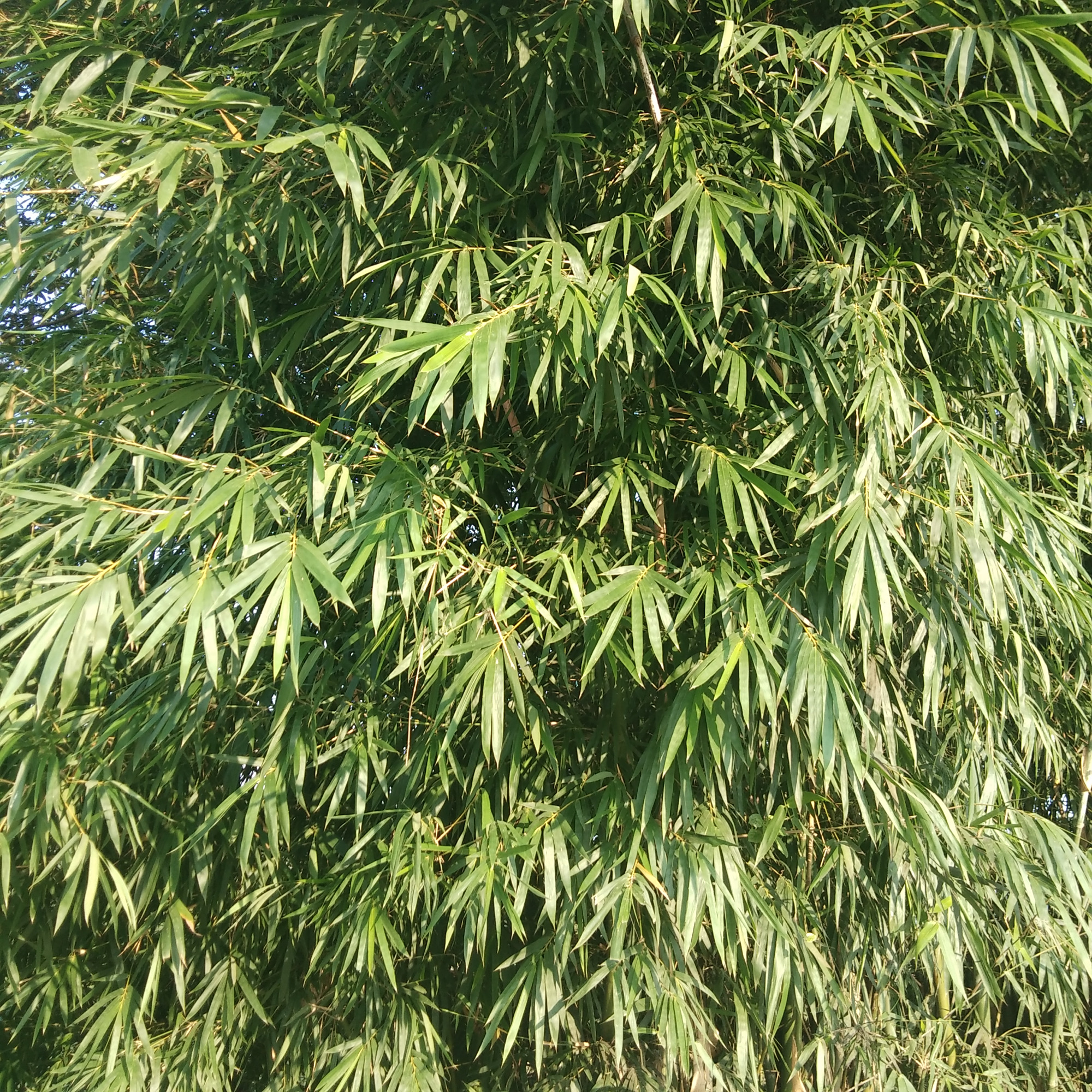 小黄竹儿山间长