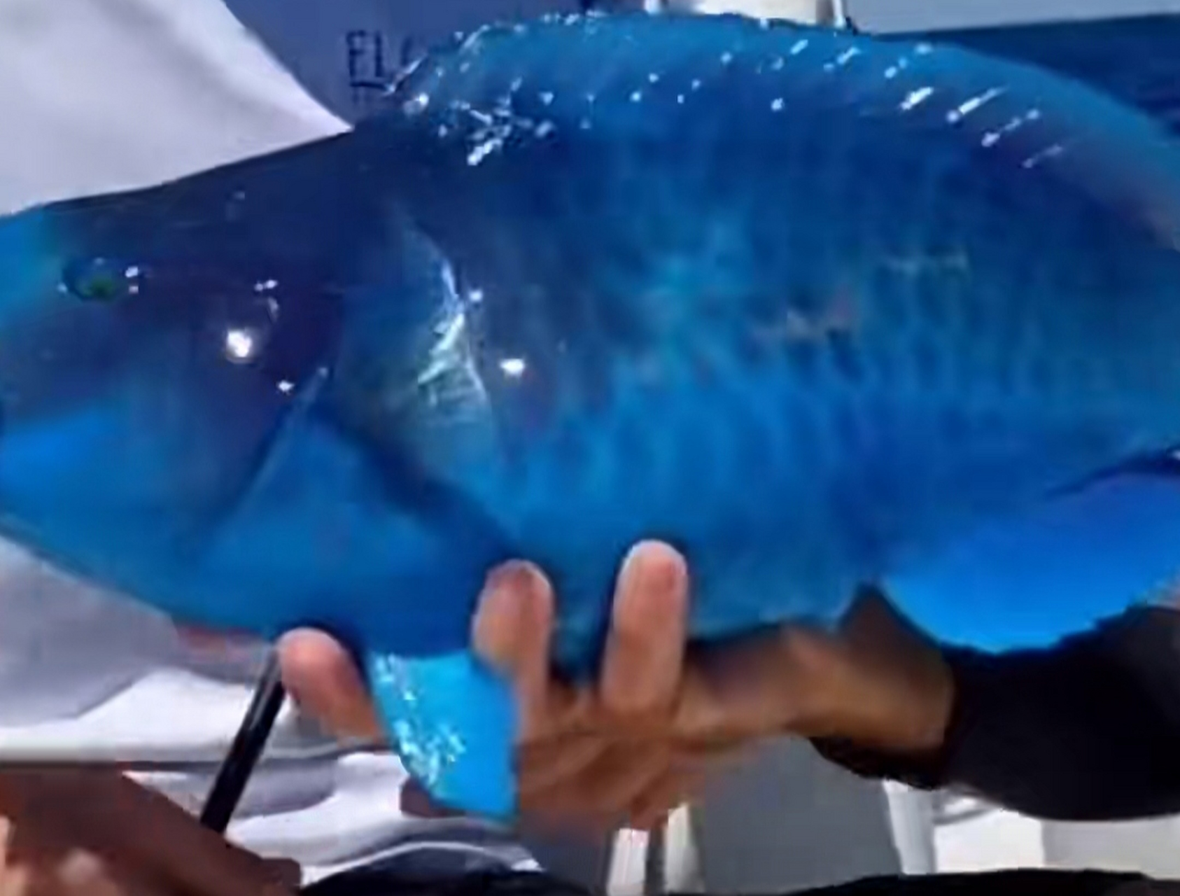 钓到一只蓝色的鱼,这是什么鱼能吃吗?大家有认识的吗?