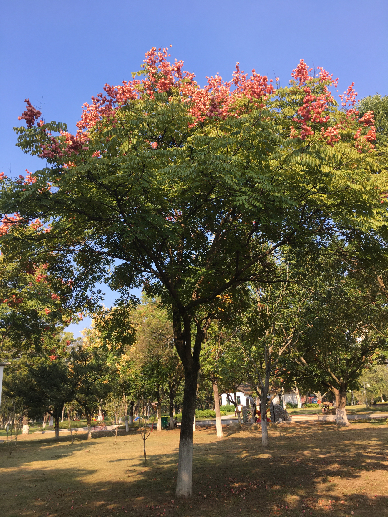 栾树结果,南国报秋