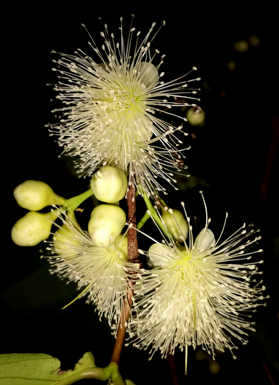 因为洋蒲桃在当地的印尼语中叫"jambu air",使用闽南语的台湾人据此