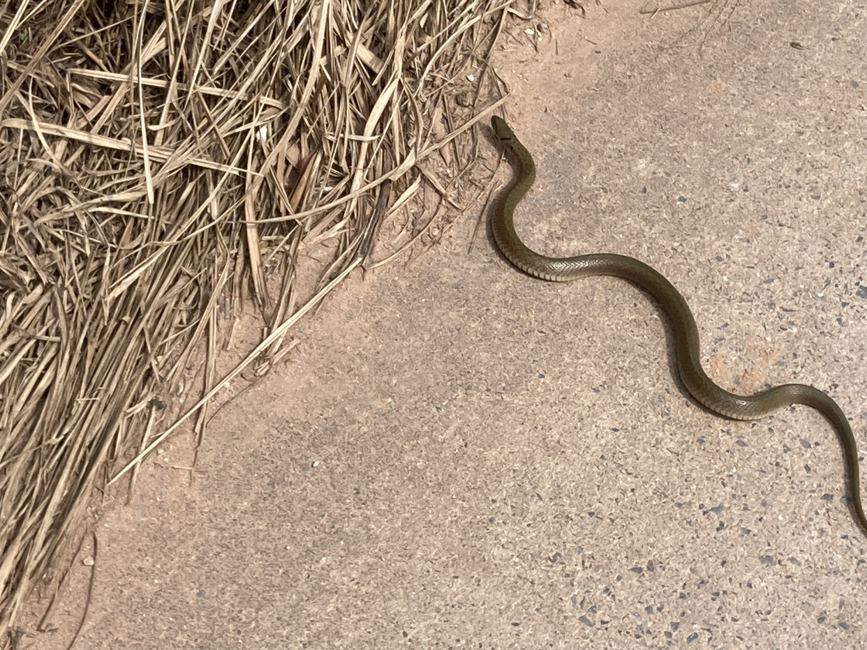 蛇过马路有多危险,遇到险恶的人类会长眠的
