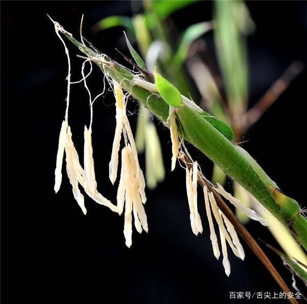 竹子开花赶紧搬家,但竹子长出的果实和大米,很多人一辈子没见过