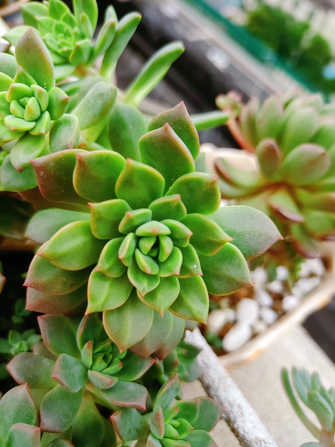 秋天来了,伤秋的季节,正是多肉变得灿烂的季节