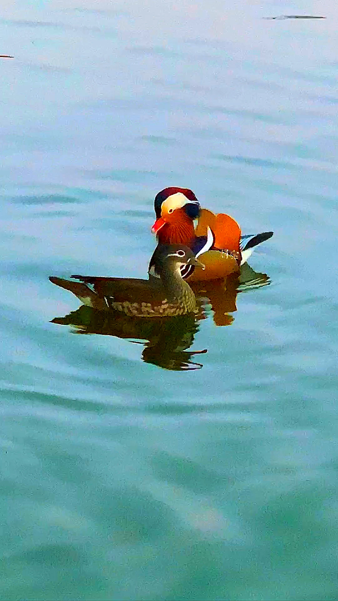 鸳鸯戏水,好事成双