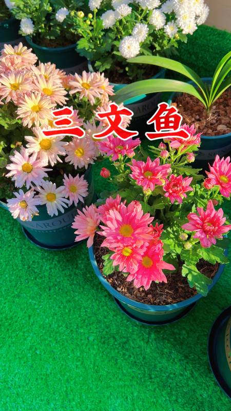 早上起来三文鱼又变了色每天都能带来惊喜简直就是菊花界的天花板