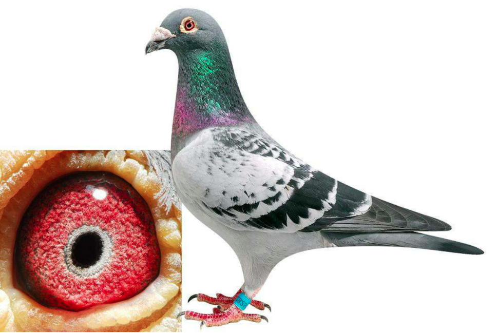 超级鸽系的创造?詹森家族,功不可没