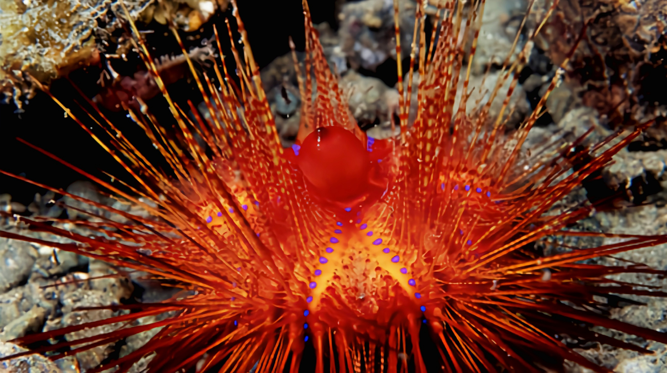 每天认识一种动物——火海胆 火海胆别名海顽童,原产于太平洋西部