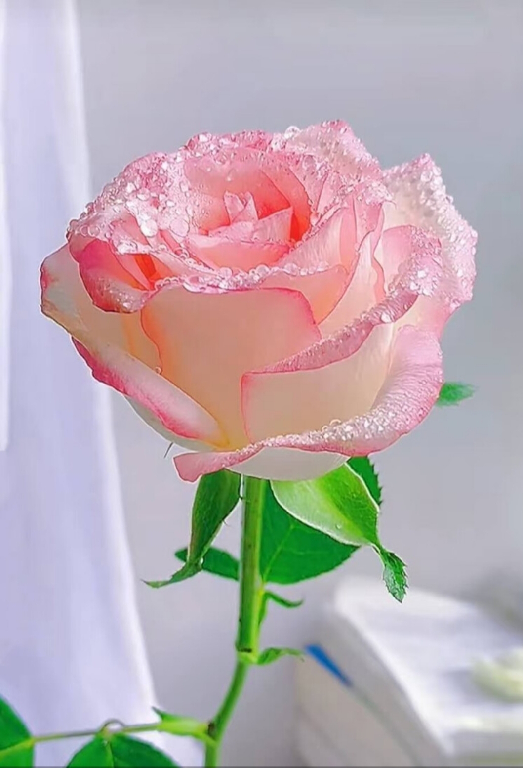 美丽图片换来好心情