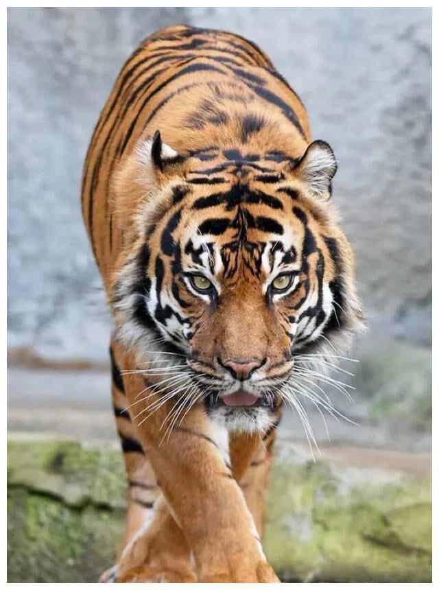 水浒人物故事:小武松艺高捉虎除害