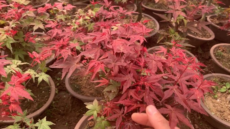盆栽和地栽各有千秋,这是盆栽日本红舞姬红枫,家居,园艺,好看视频
