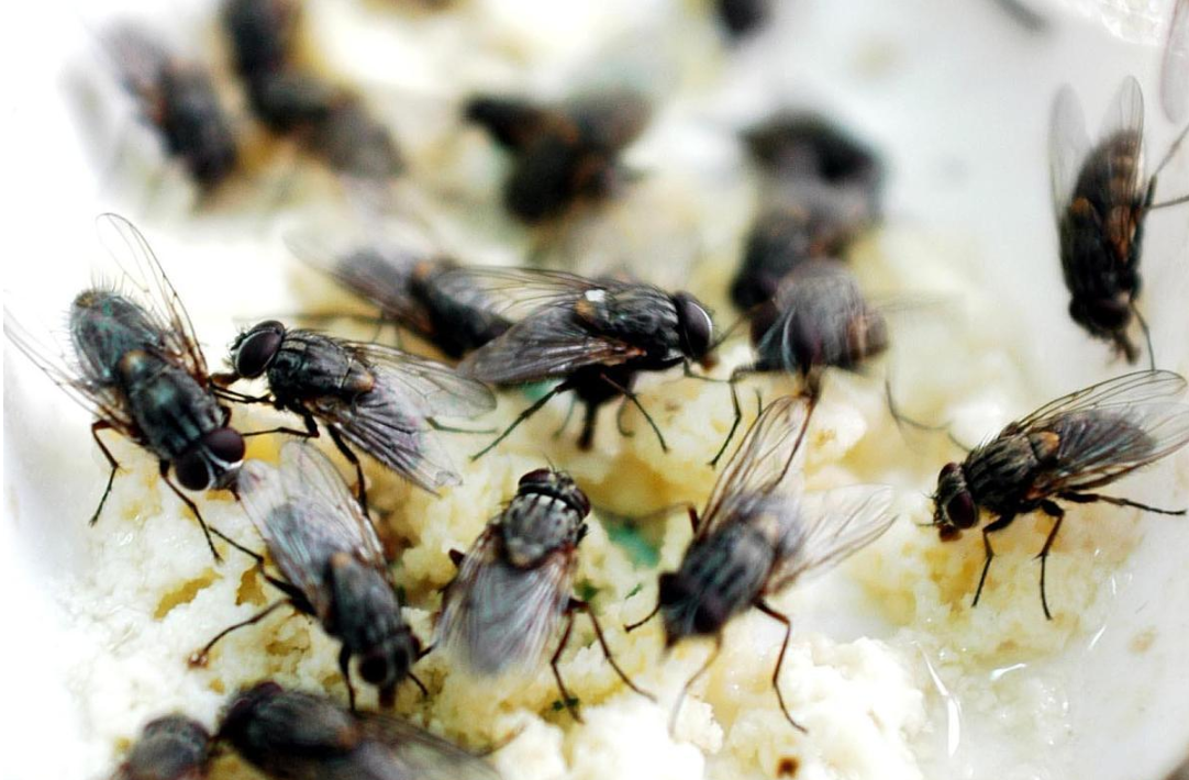 认知苍蝇习性,消灭蝇害,有利于猪场发展!