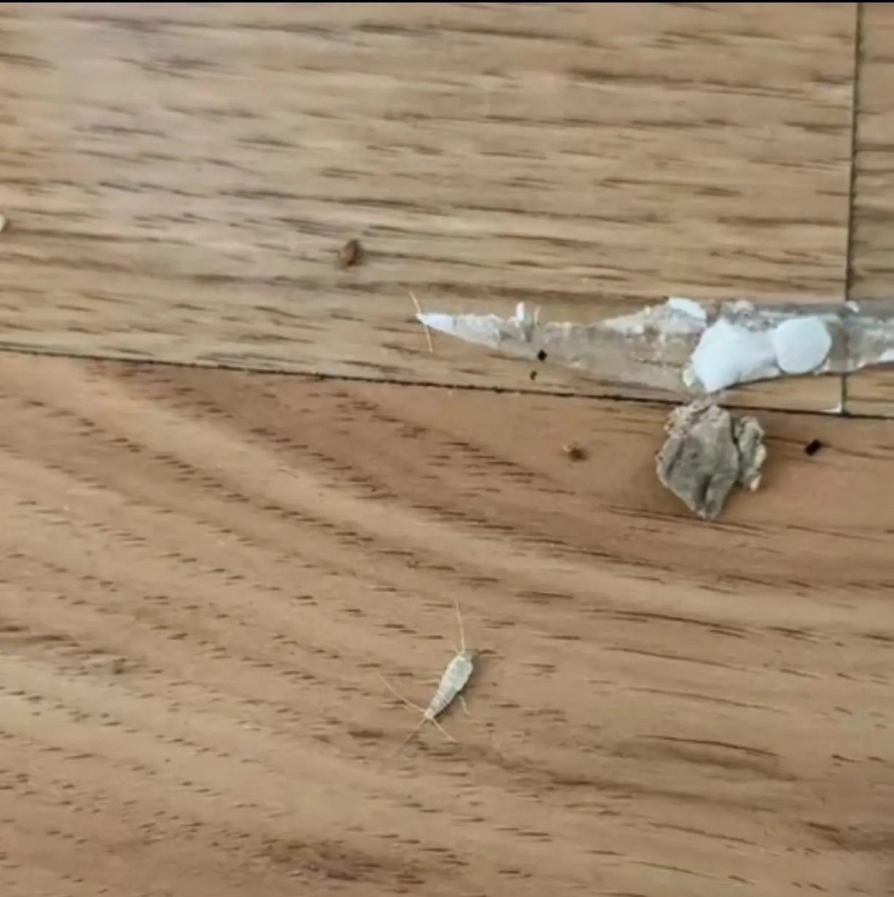 衣柜里出现的虫子,有人认识这是什么虫吗?