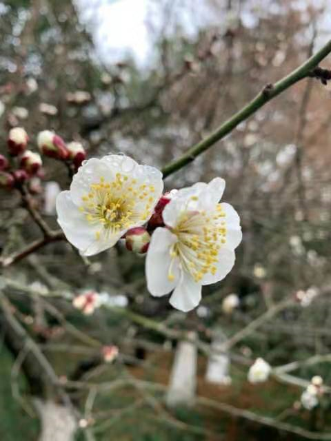 歌罗西书早晨灵修 西1:1-14