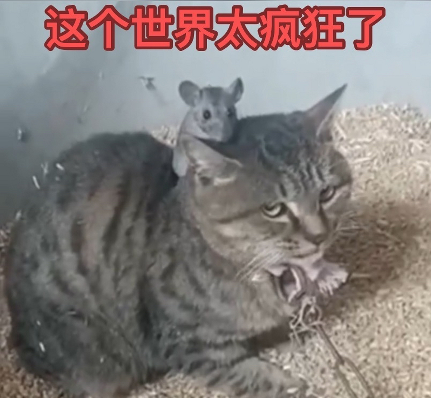 这个世界太疯狂了,老鼠敢在猫头上动土了.[裂开]