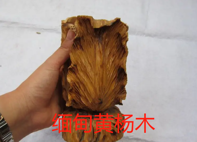 假黄杨木是什么木代替