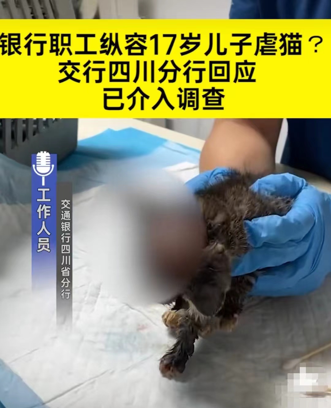疑成都银行高管17岁儿子活剥猫皮,父母不制止还提供协助