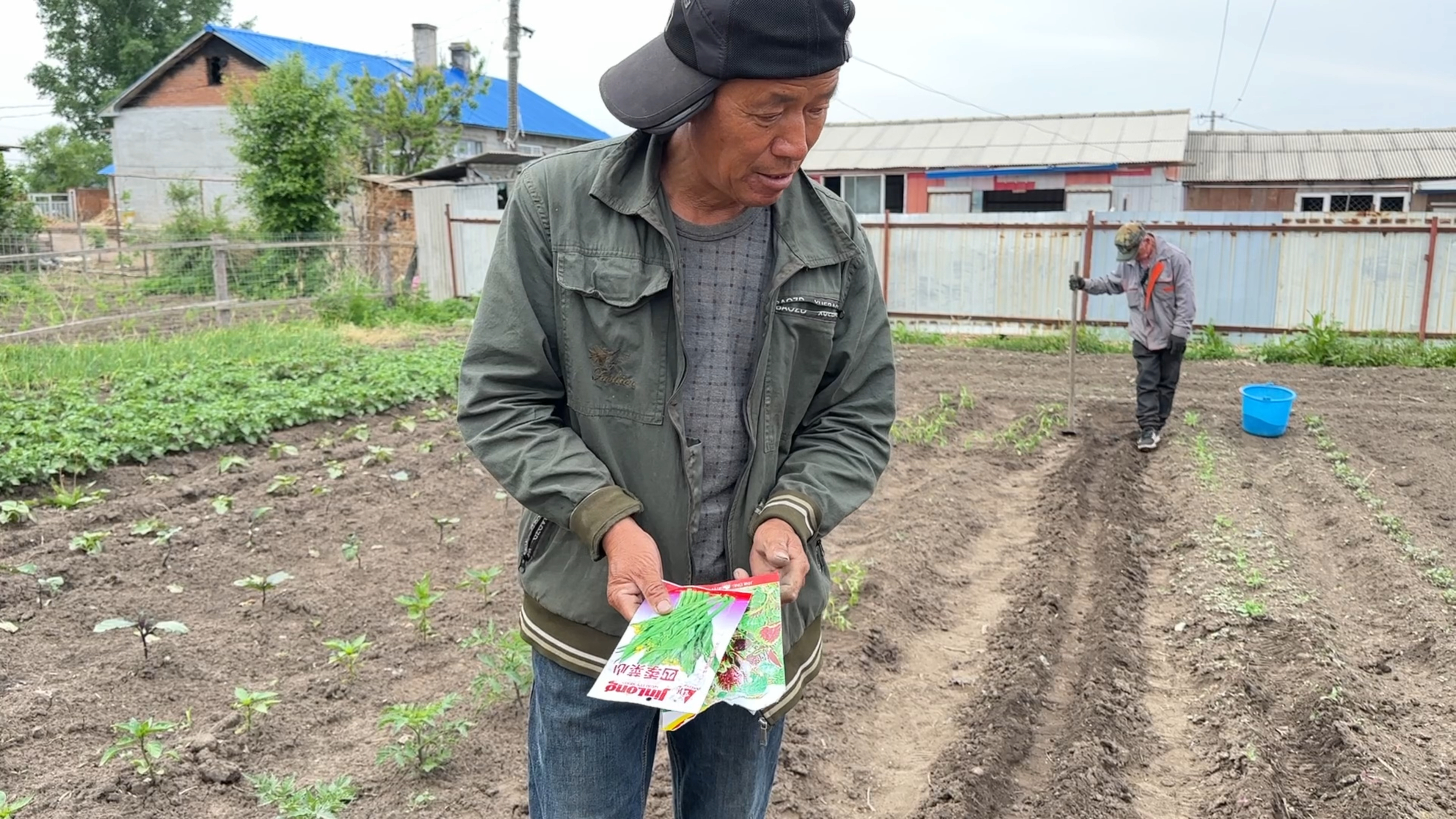 家有广西媳妇,种的青菜样数都多了,南方蔬菜深受东北家人喜欢