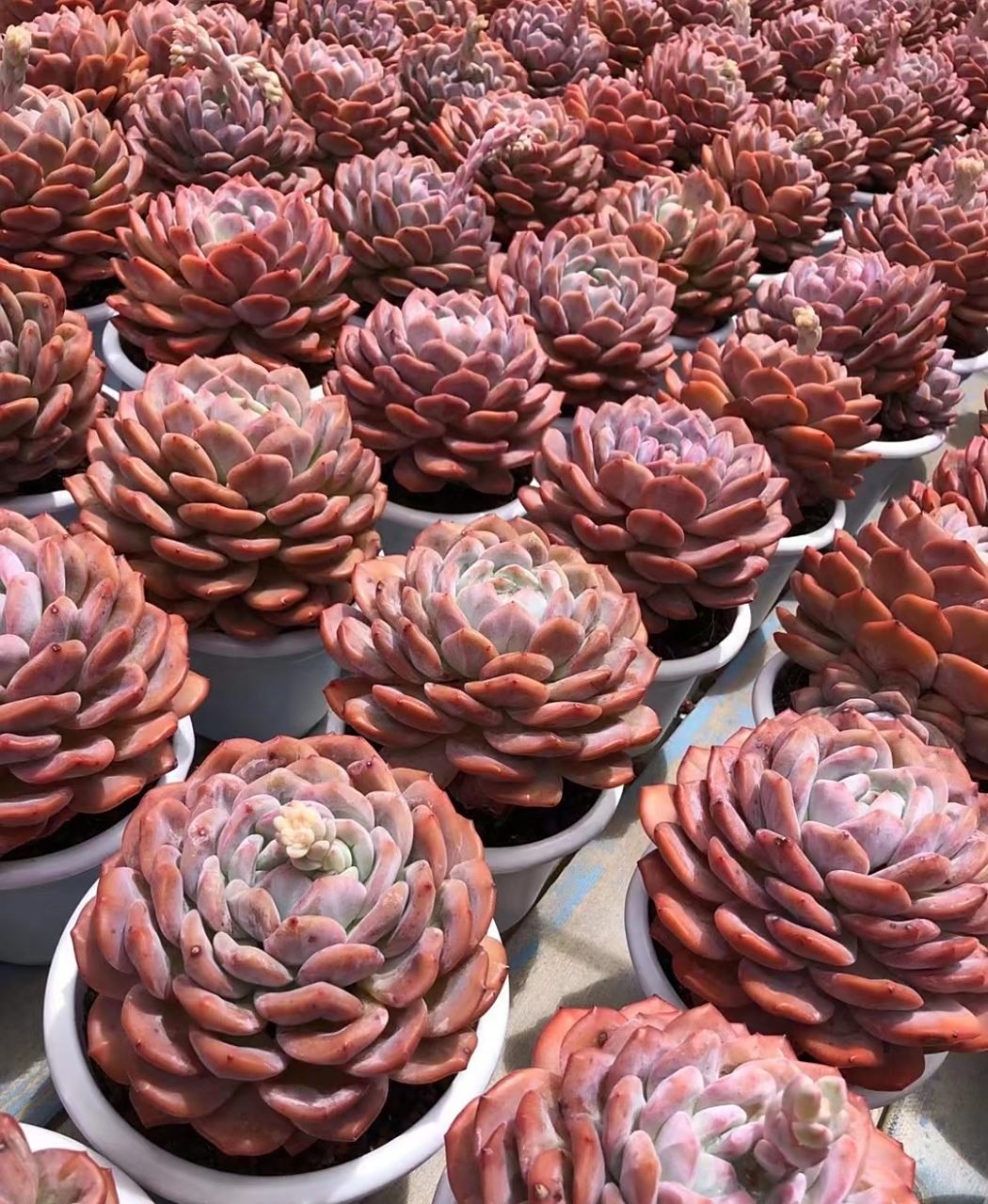 陈梦露夏天的状态,又给我信心了.