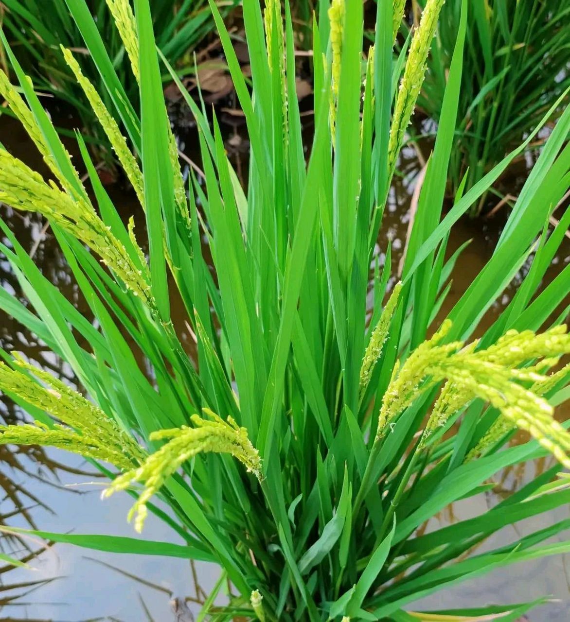 网友:水稻开花了,你们一定没见过吧