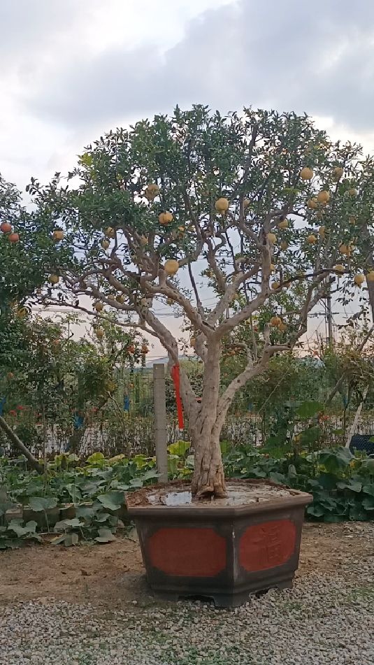 精品大白玉石榴景观树,满树的果子,树形漂亮!-度小视