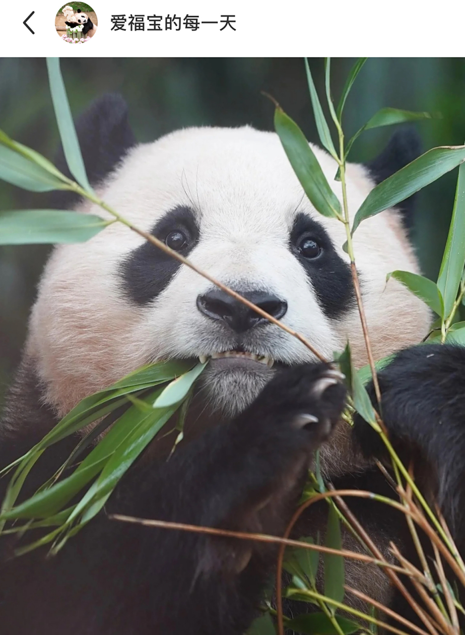福宝真的超级可爱,眼睛还亮晶晶圆溜溜的,哈哈哈,咱就是说谁能拒绝