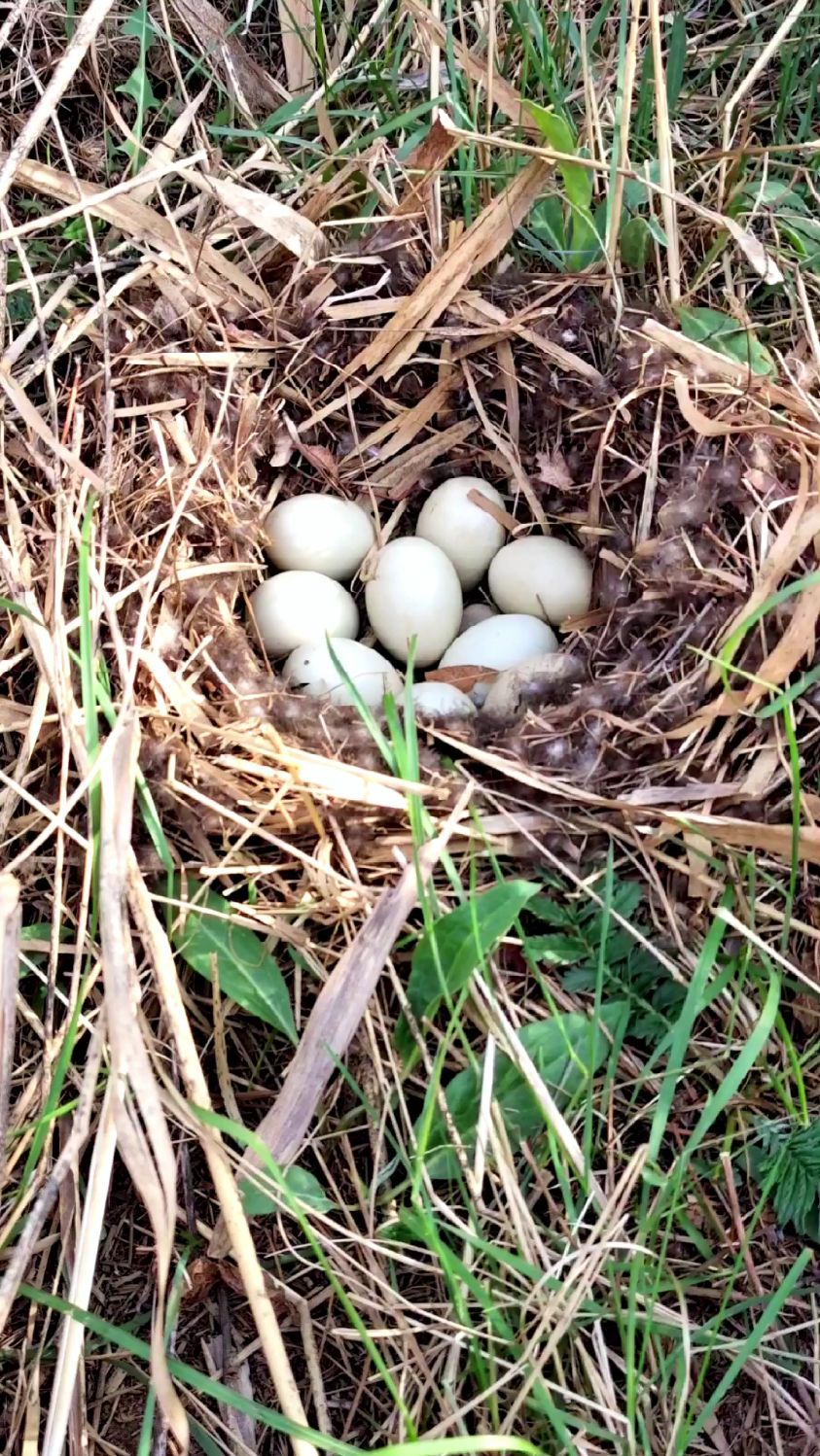 今天出来拍鸟发现一窝野鸭蛋