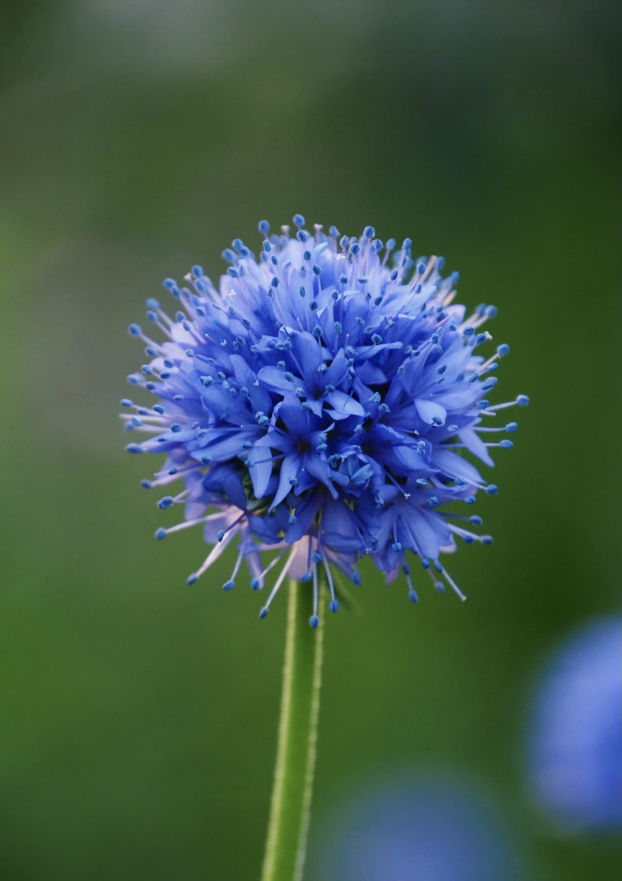 蓝色顶针花,夏日里的一抹蓝