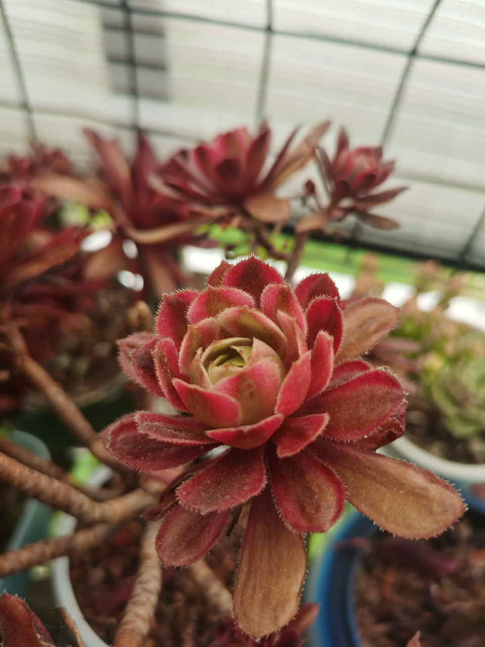 多肉# 红覆轮法师是法师中漂亮的存在,它属于景天科莲花掌属,和翡翠