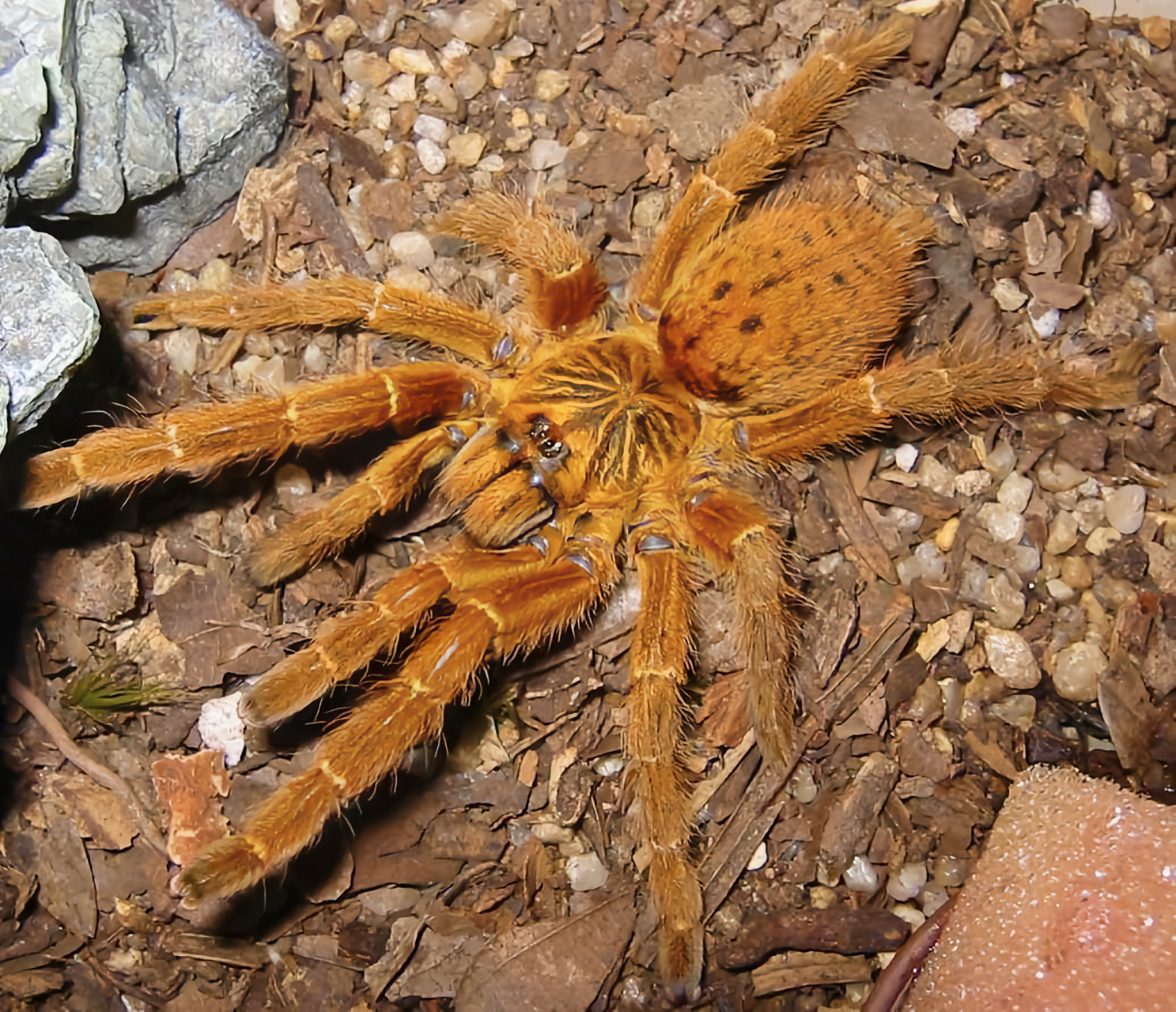 每天认识一种昆虫——橙巴布蜘蛛 橙巴布蜘蛛是蜘蛛目,捕鸟蛛科动物