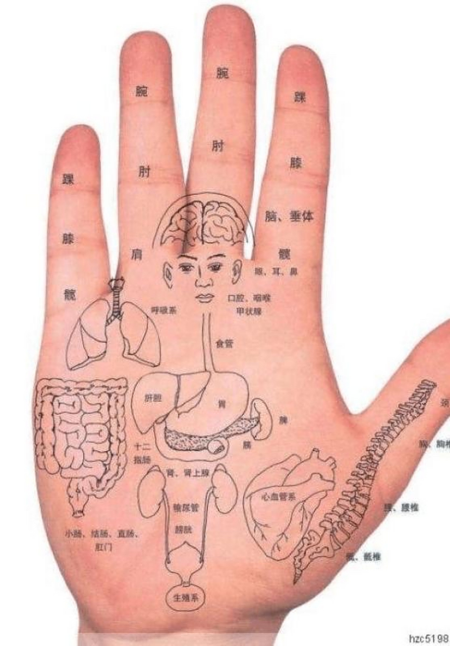 经典的【手诊歌诀】, 健不健康,看看自己的手掌就知道:  手心出汗肺