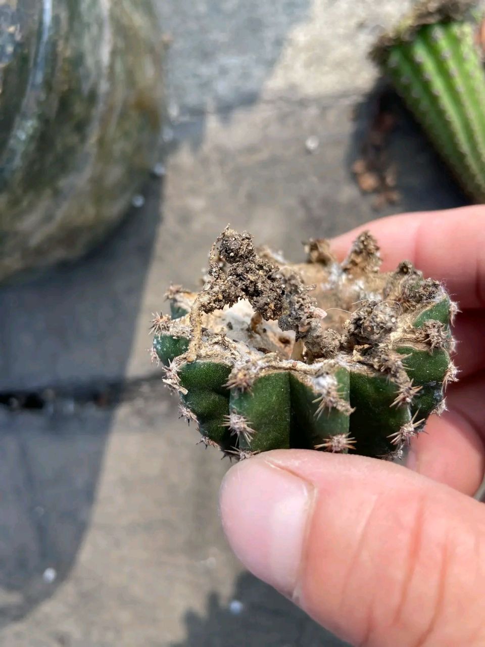 真是没有想到,意外收获,意外惊喜.仙人球