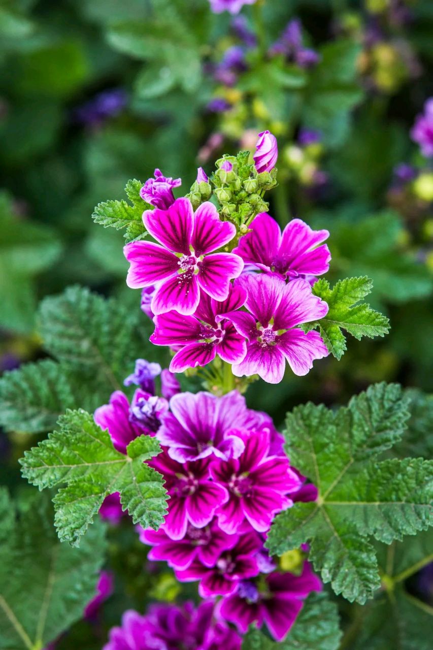 愿你如锦葵花一样,有着越看越喜欢,与众不同的迷人气质,拥有一路生花