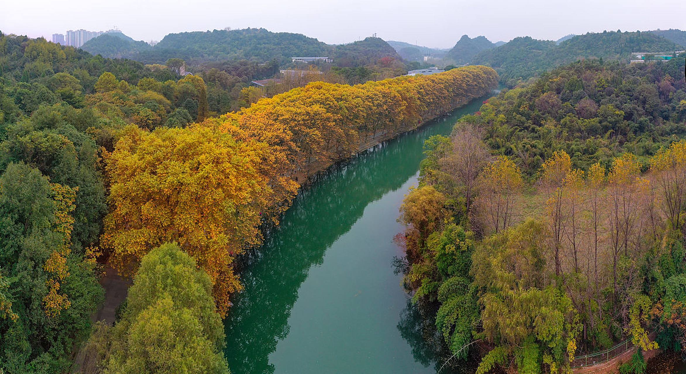 贵阳花溪黄金大道——深秋的金色诗篇  贵阳花溪黄金大道,位于贵阳