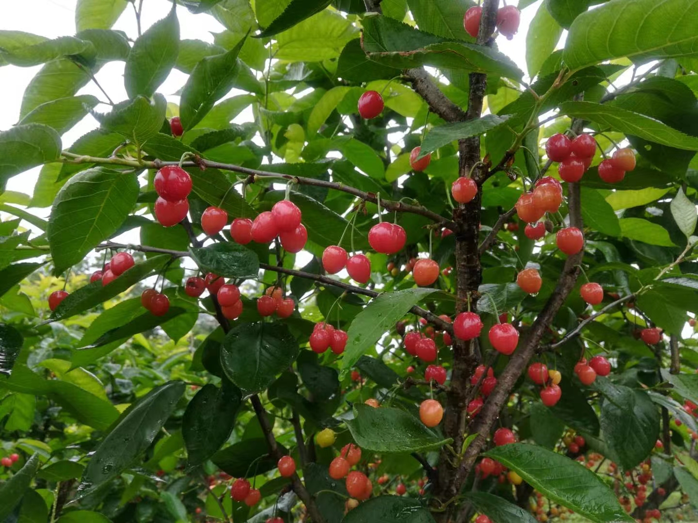 成都周边樱桃成熟了,来摘樱桃咯