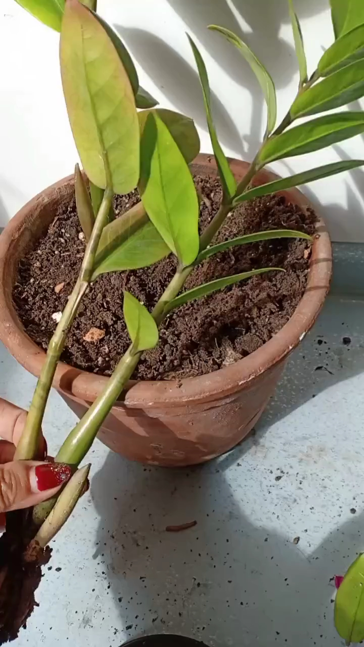 金钱树扦插繁殖