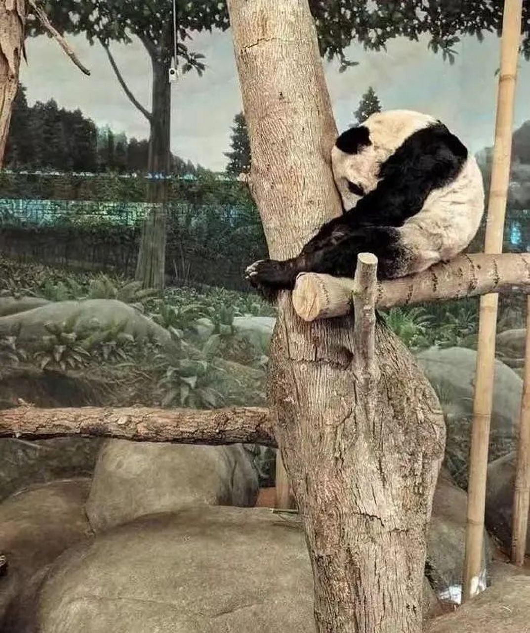今年2月3日的时候,美国孟菲斯动物园在社交媒体发了一个文,主要是悼念
