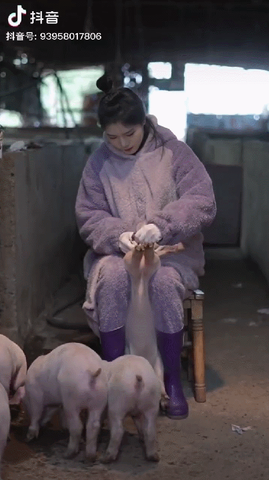 美女养猪视频播放破亿,魅力何在?