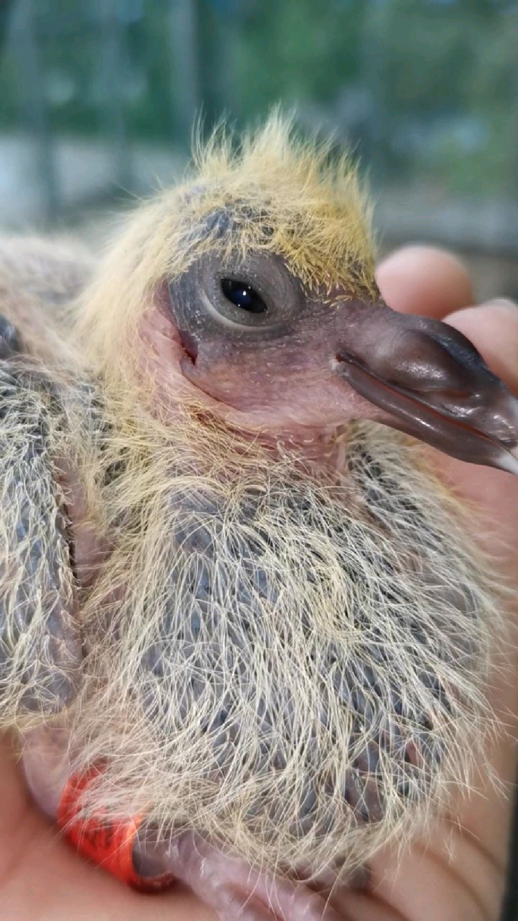 一个星期的小鸽子真的好可爱.