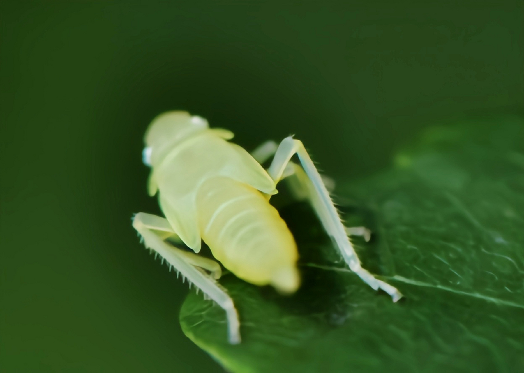 每天认识一种昆虫——菱纹叶蝉 菱纹叶蝉别名红头叶蝉,凹缘菱纹叶蝉.