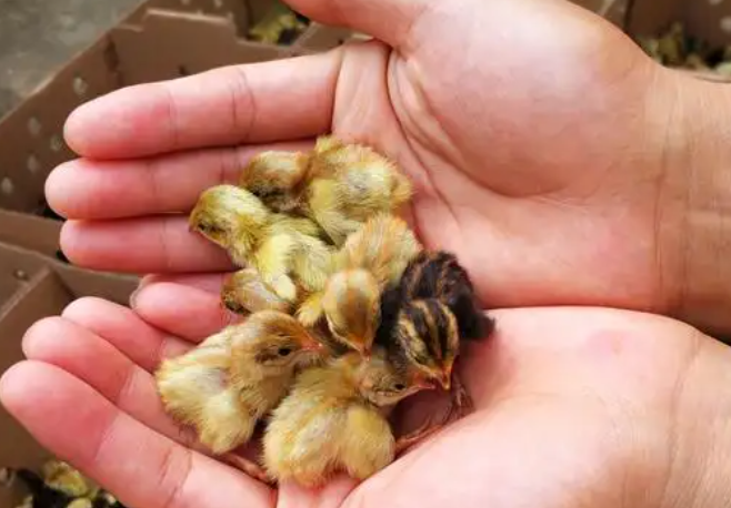 芦丁鸡幼苗怎么区分品种